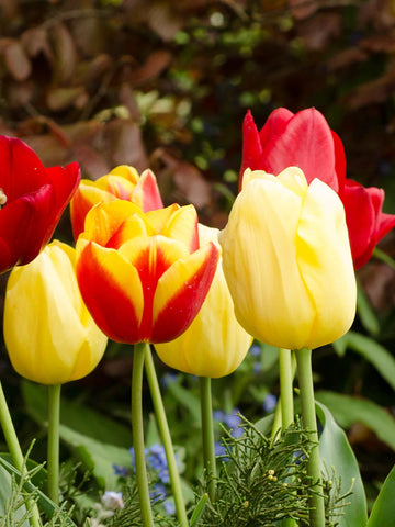 Burning Desire Blend - Tulips