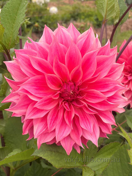 Carlos Watermelon - Dahlia