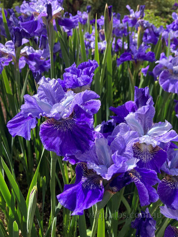 David's Song - Siberian Iris