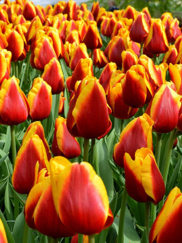 Dow Jones - Tulip