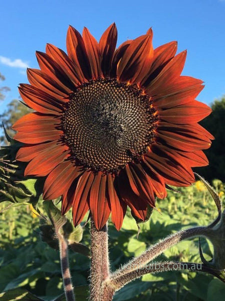 Garnet - Sunflower