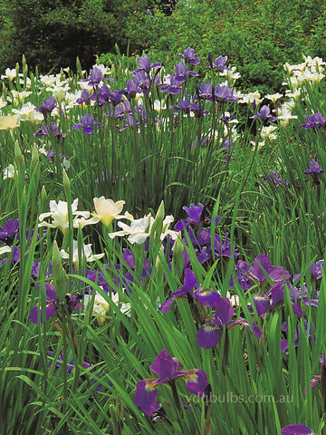 Mixed Siberian Iris