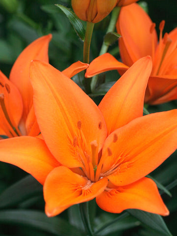 Orange Ton - LA Hybrid Lilium