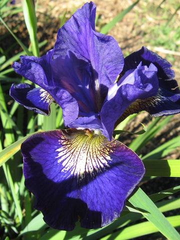 Over In Gloryland - Siberian Iris