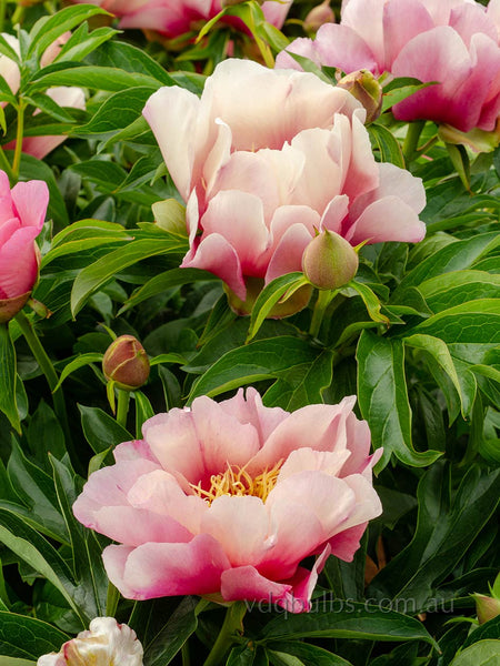 Pastel Lilas - Itoh Peony