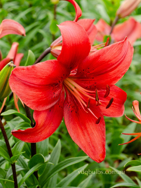 Pearl Lorraine - Lilium