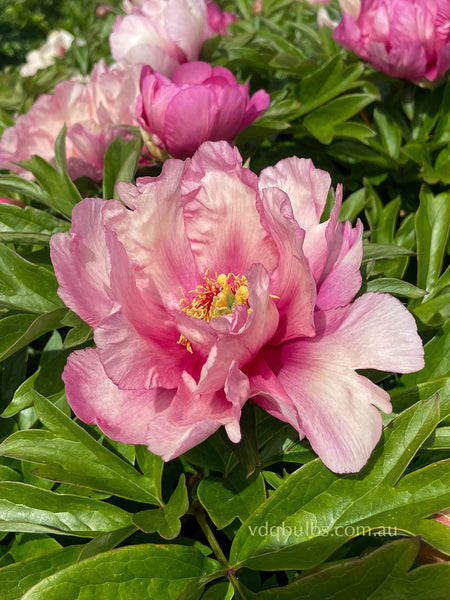 Pink Double Dandy - Itoh Peony