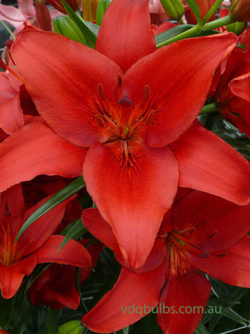 Prunotto - Lilium