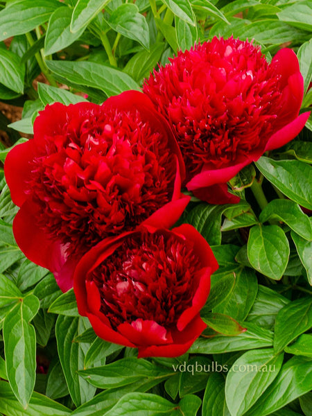 Red Charm - Herbaceous Peony