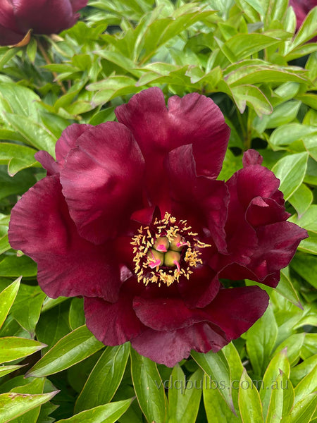 Simply Red - Itoh Peony