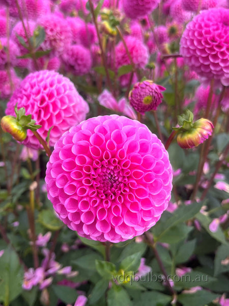 Sir Richard - Dahlia