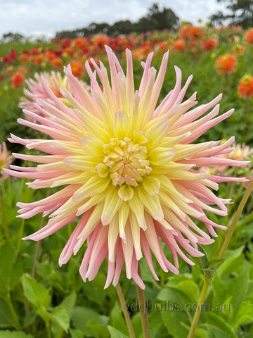 Vilandry - Dahlia