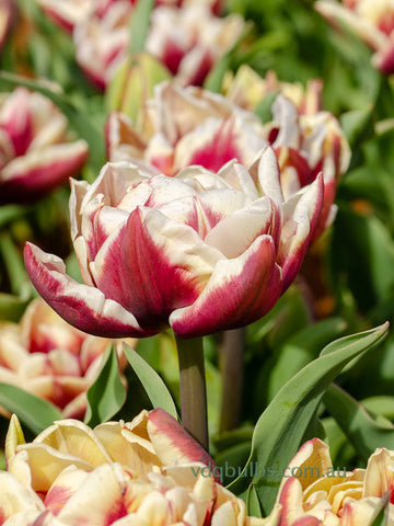 Wyndham - Tulip