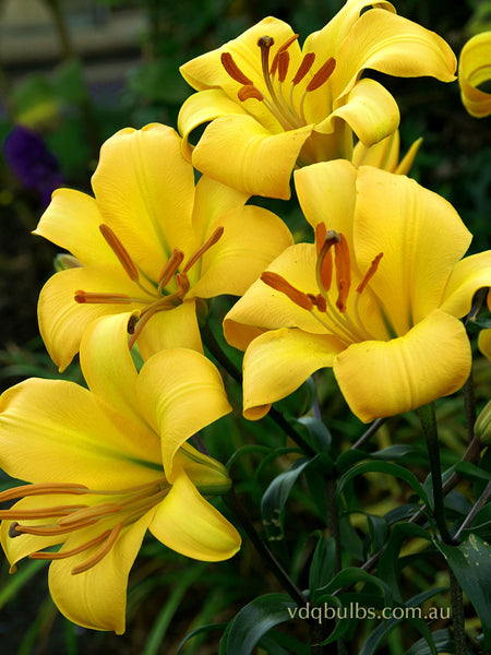 Yellow Planet - Lilium