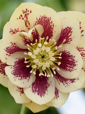 Yellow Spotted Double - Hellebore