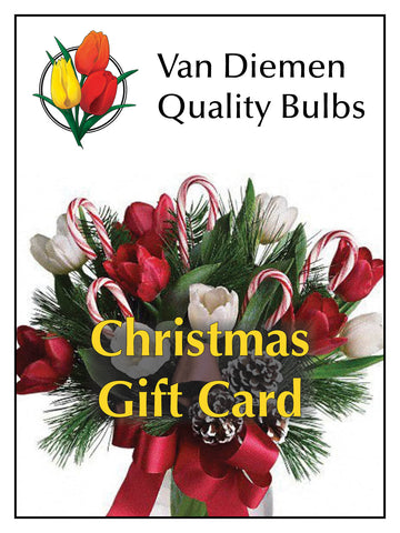 Christmas Gift Cards