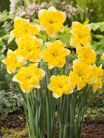 Chanterelle - Daffodil
