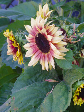 Compact Lilac Spray - Sunflower
