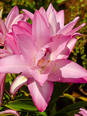 Lotus Dream - Double Oriental Lilium