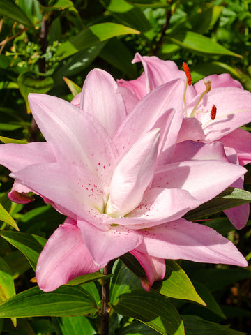 Lotus Queen - Double Oriental Lilium