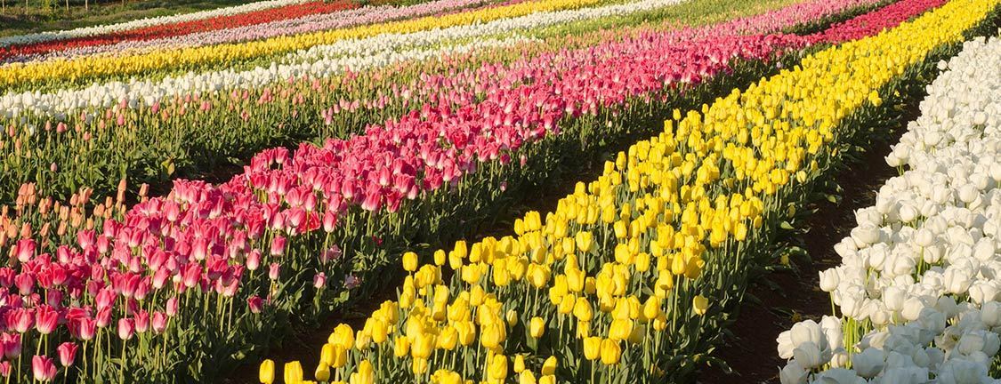 #htmlcaption-5 slide5