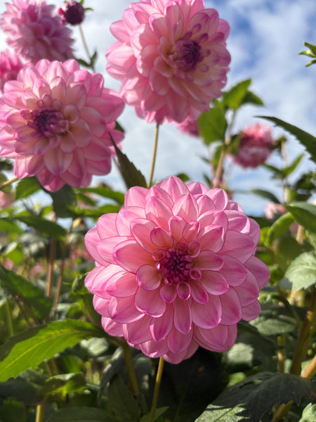 Betty - Dahlia