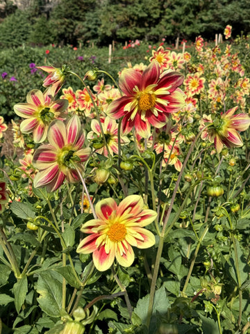 Formby Sunrise - Dahlia