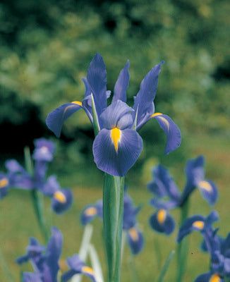 Professor Blaauw - Dutch Iris