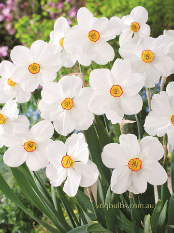 Actaea - Daffodil