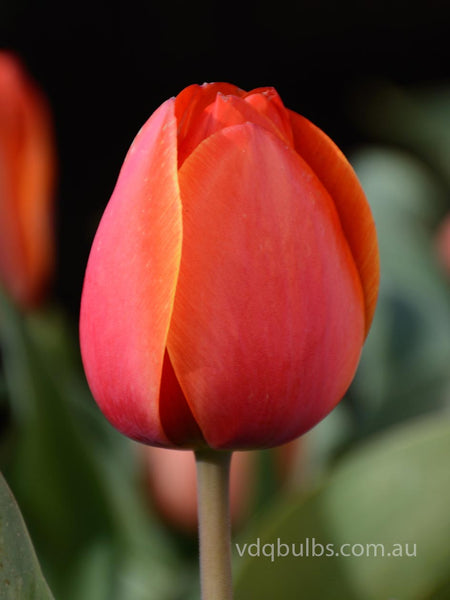 Ad Rem - Tulip