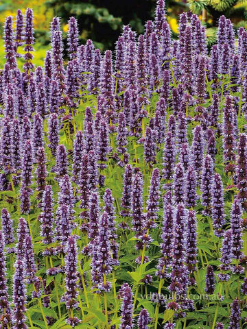 Agastache 'Blue Liquorice'