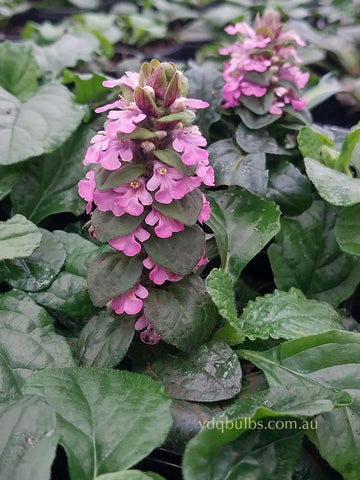 Ajuga 'Pink Elf'