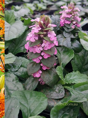 Ajuga 'Pink Elf'