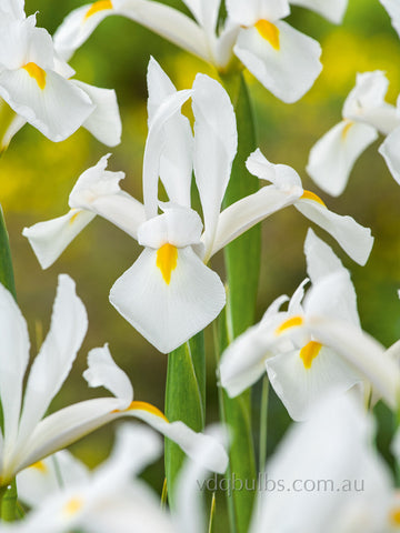 Alaska - Dutch Iris