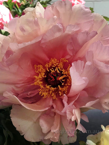 Aloft Demetrius - Tree Peony