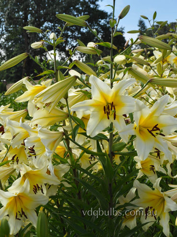 Alpha Star - OT Lilium