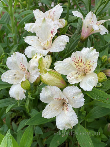 Alstroemeria 'Siberian White'