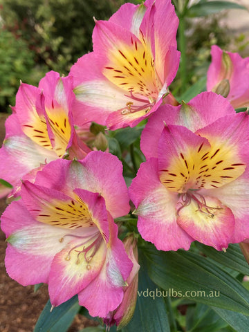 Alstroemeria 'Table Cape'