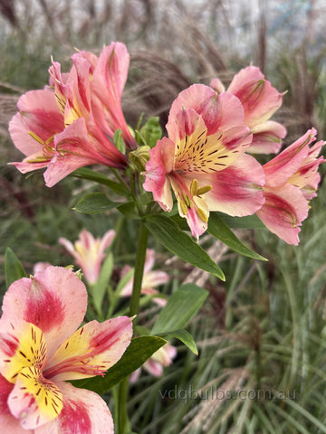 Alstroemeria 'Watermelon Sunrise'