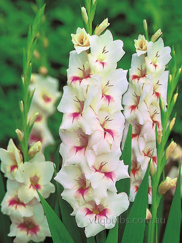 Amber Mystique - Gladioli