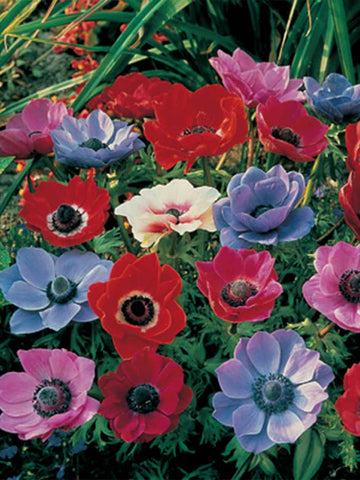 Anemones (De Caen) Mixed