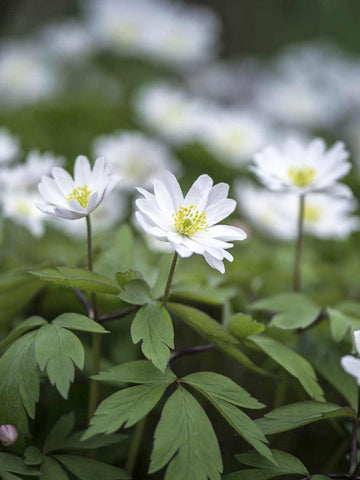 Anemone nemorosa 'Leeds White'