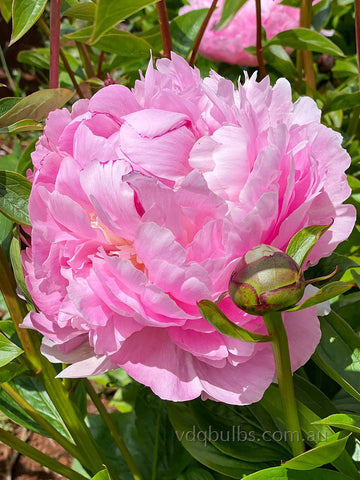 Angel Cheeks - Herbaceous Peony