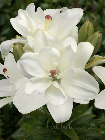 Annemarie's Dream - Double Asiatic Lilium