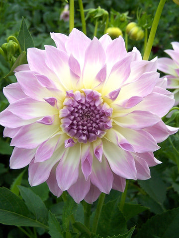 Annes Delight - Dahlia