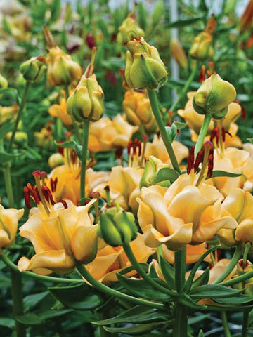 Apricot Fudge - Lilium