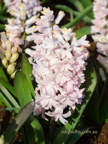 Apricot Passion - Hyacinth