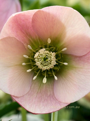 Apricot Peach Single - Hellebore