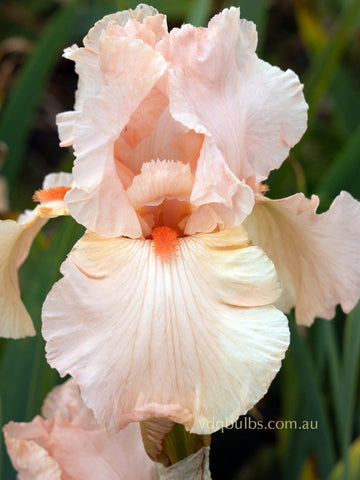 Apricot Pink - Bearded Iris