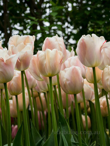 Apricot Pride - Tulip